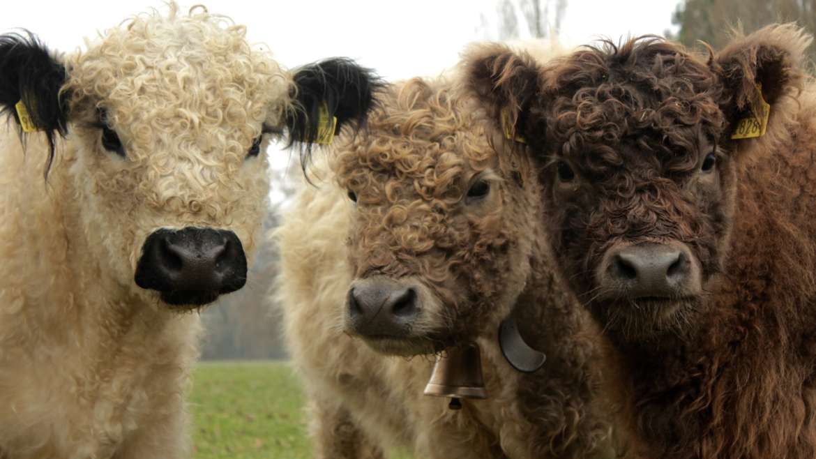 Des vaches heureuses ! Poilues et génétiquement sans cornes !