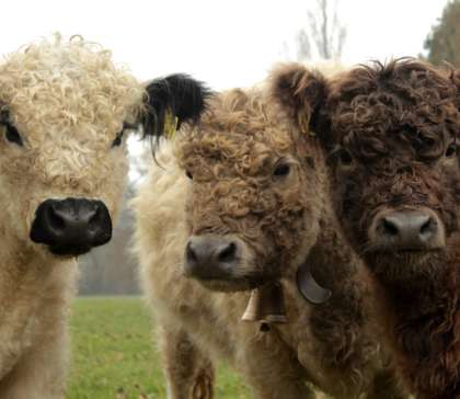 Des vaches heureuses ! Poilues et génétiquement sans cornes !