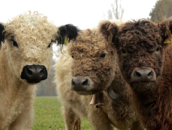 Des vaches heureuses ! Poilues et génétiquement sans cornes !